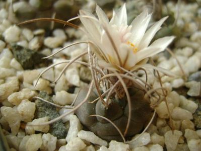 Turbinicarpus macrochele v. kupcakii