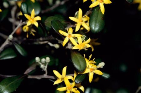 Corokia cotoneaster, flori