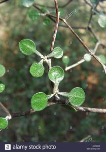 Corokia cotoneaster, frunze