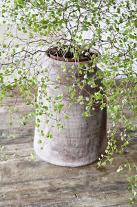 Corokia cotoneaster