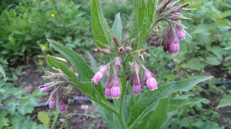 Symphytum officinale -tataneasa