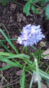 muscari