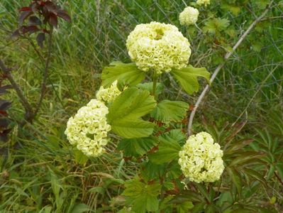 viburnum opulus roseum