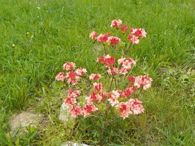 azalea Corneille