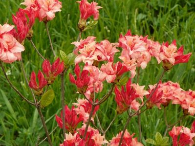 azalea Corneille