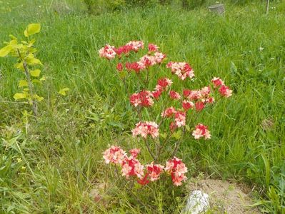 azalea Corneille