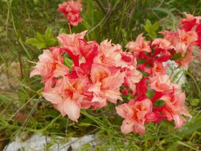 azalea Corneille