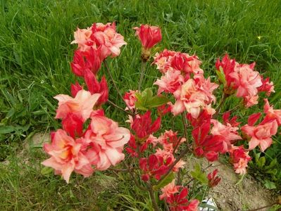 azalea Corneille