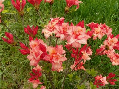 azalea Corneille