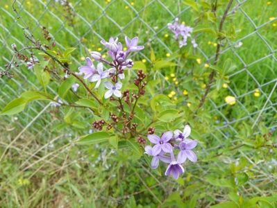 syringa chinensis