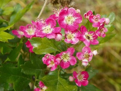 crataegus Punicea