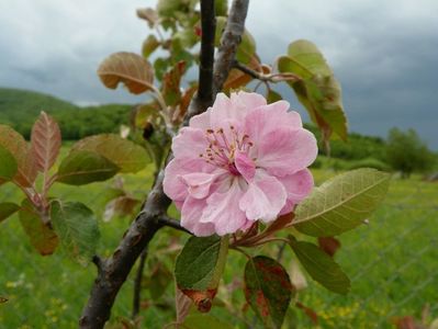 malus Brandywine