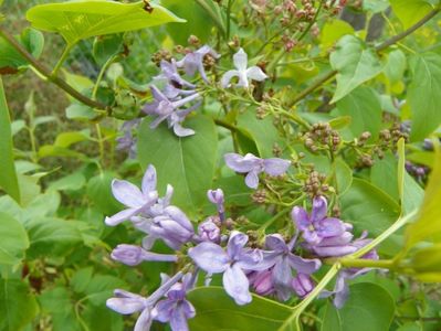 syringa Marechal Foch