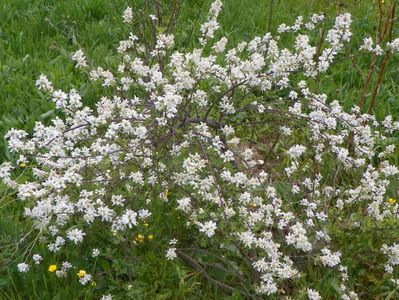 exochorda The Bride