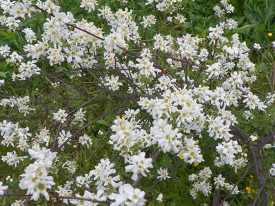 exochorda The Bride