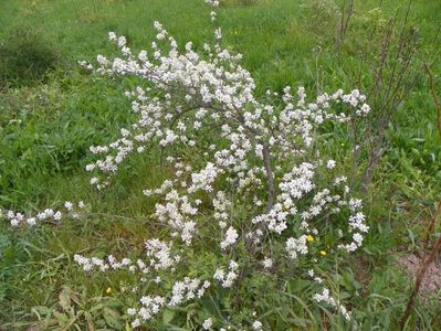 exochorda The Bride