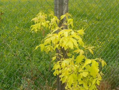 acer Kelly's Gold