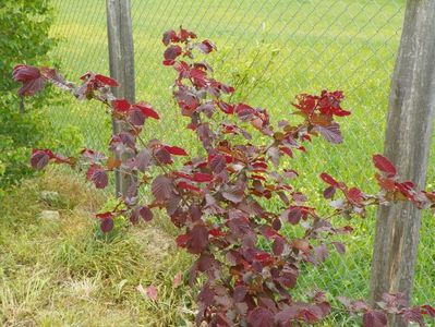 corylus maxima Purpurea