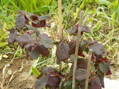 corylus Red Majestik