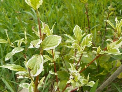 cornus alba Gouchaltii