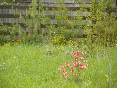 azalea Corneille