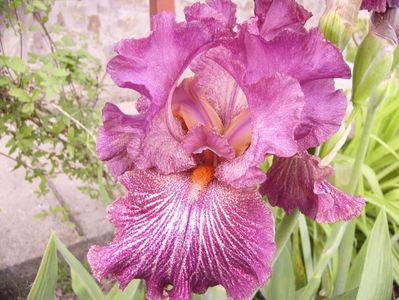 Iris Vibration