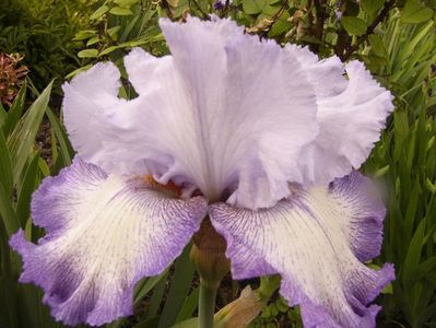 Iris Acoma