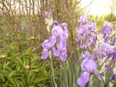 Iris Palida Dalmatica