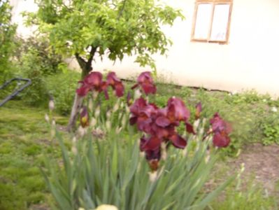 Iris Sultan,s Pallace