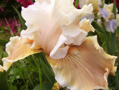 Iris Fundation Van Gogh