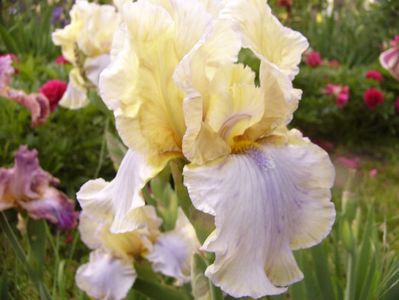 Iris Mutted Melody