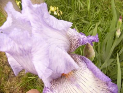 Iris Acoma