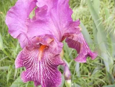 Iris Changing Winds