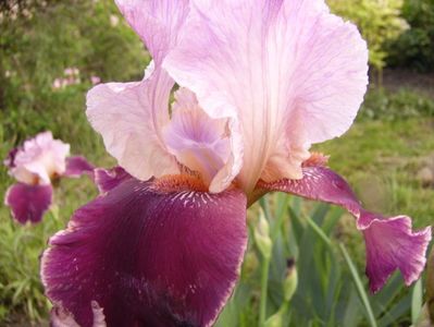 Iris Lati Lover