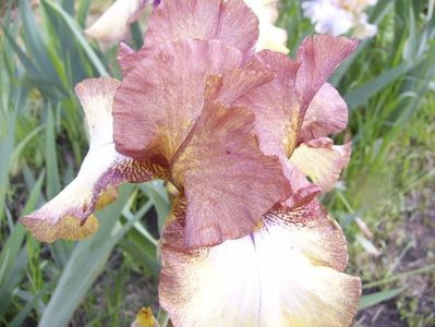 Iris Patina