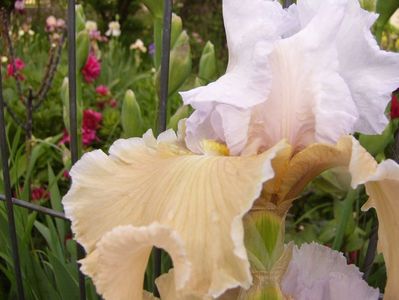 Iris Champagne Ellegance