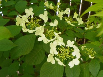 viburnum plic. Lanarth