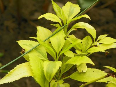 forsythia Golden Times