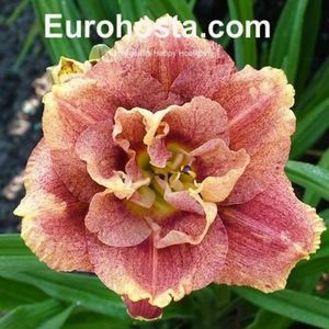 hemerocallis_happy_hooligan