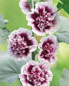 Alcea creme cassis