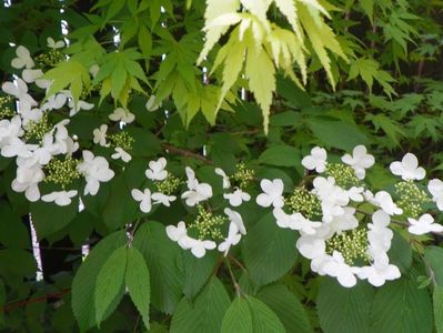 viburnum plic. Lanarth