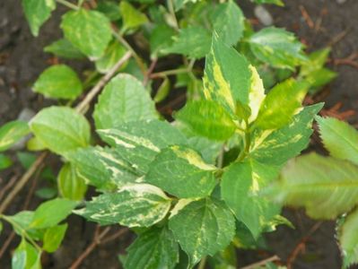 philadelphus variegatus