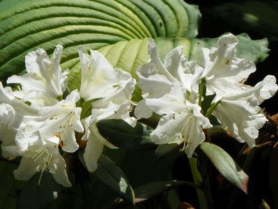 rhododendron Cunninghams White