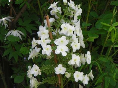 hydrangea quercifolia Snowflake