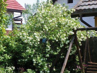 viburnum opulus Roseum