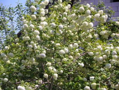 viburnum opulus Roseum