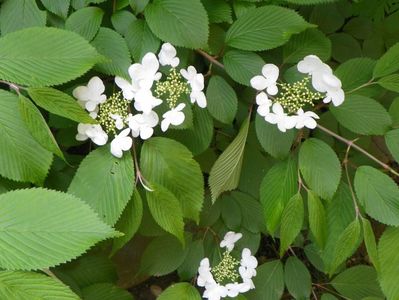 viburnum plic. Lanarth