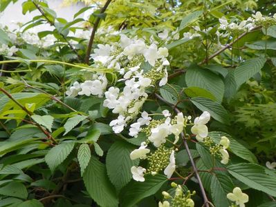 viburnum plic. Lanarth