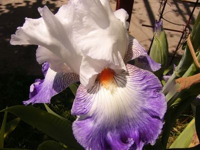 Iris Sixtine