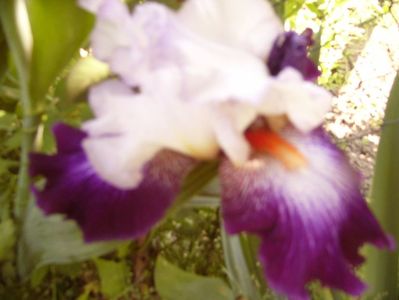 Iris Impression de Jouy